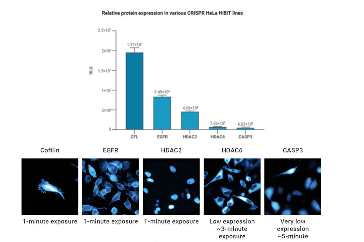 Crispr Hela Hibit experiment.jpg