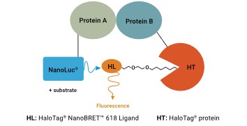 Proteinové interakce NanoBRET.jpg