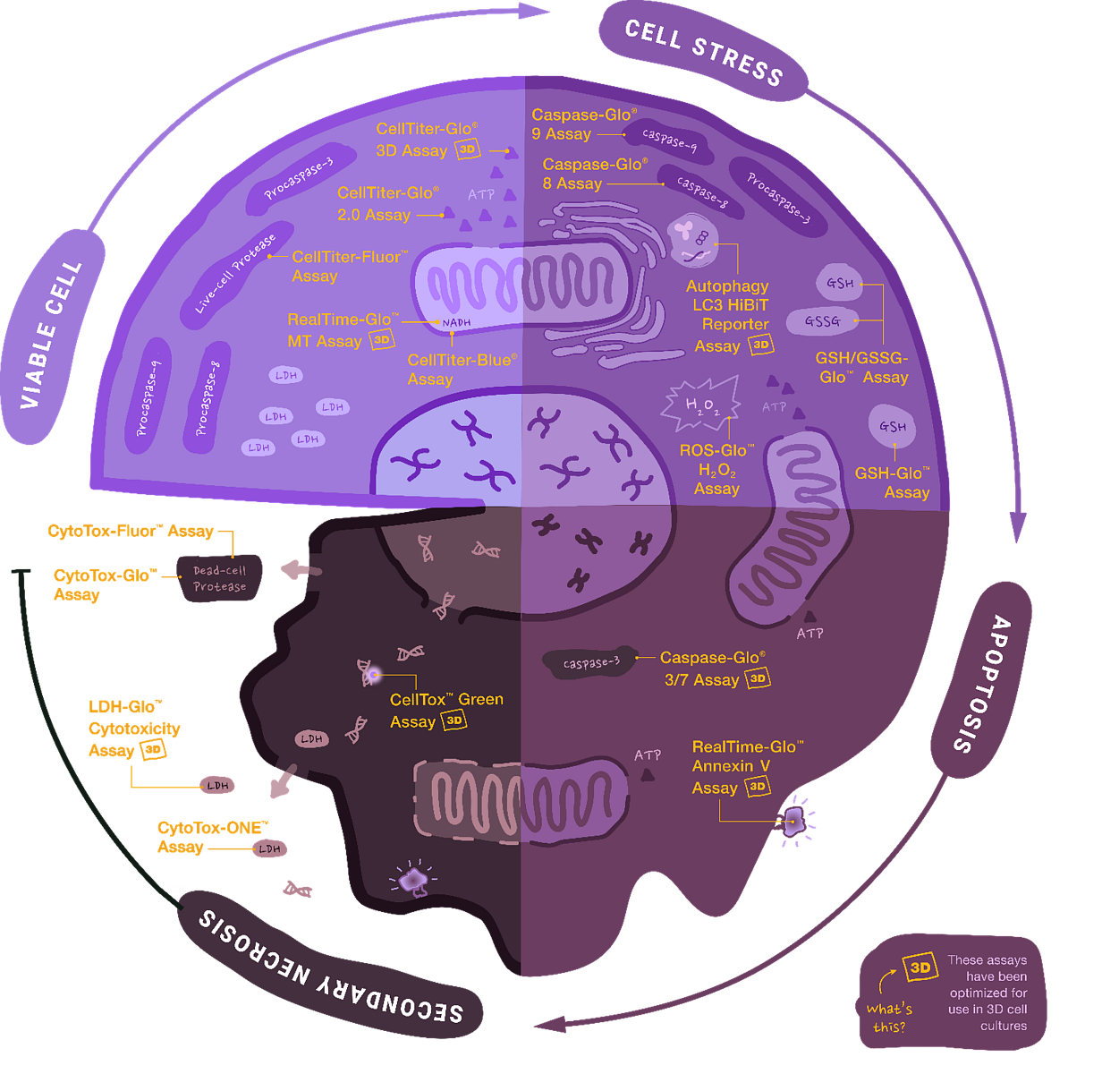 Promega CBA Overview