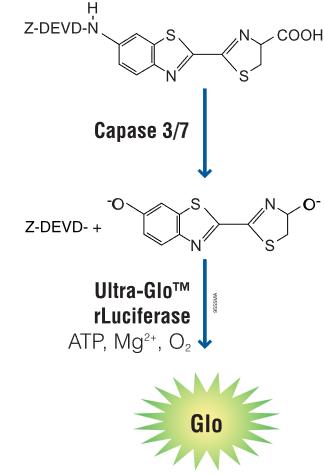 caspase-glo.png