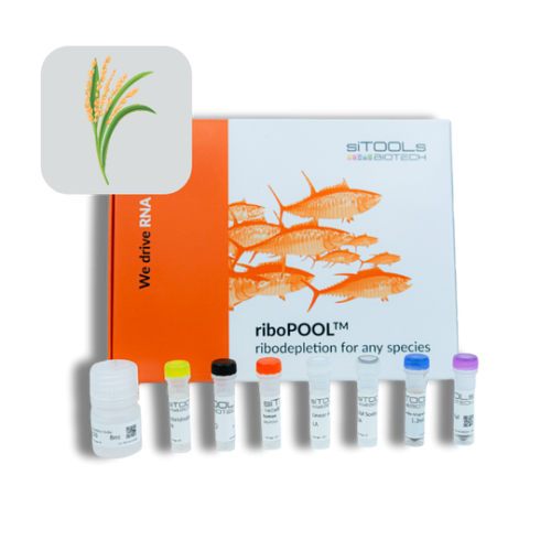 Oryza sativa 24 rxn riboPOOL kit