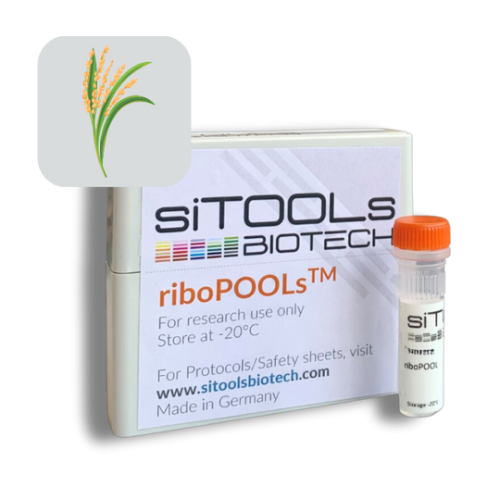 Oryza sativa 24 rxn riboPOOL Probes