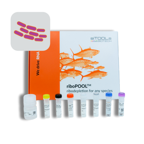 Bacillus subtilis 12rxn riboPOOL kit