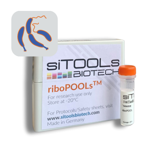 Caulobacter crescentus 24 rxn riboPOOL Probes