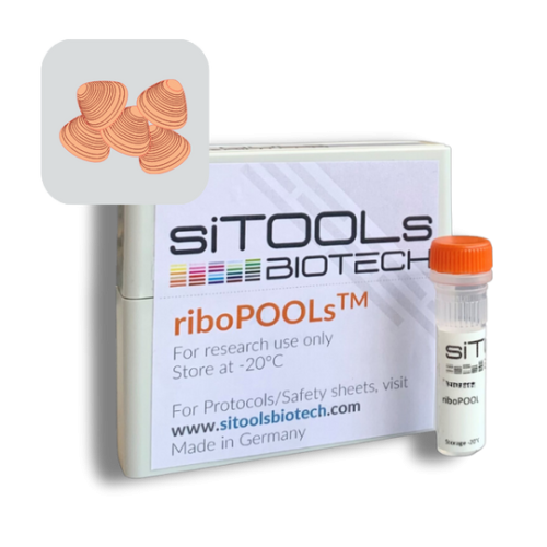 Loripes orbiculatus and Lucinoma aequizonata 12 rxn riboPOOL Probes