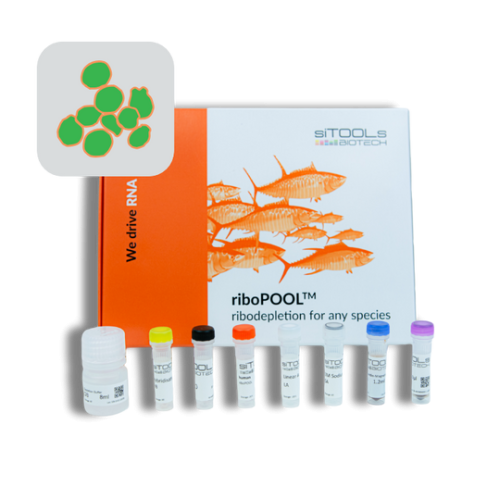 Pichia pastoris 12rxn riboPOOL kit