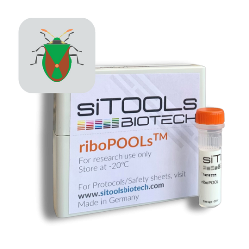 Plautia stali 96 rxn riboPOOL Probes