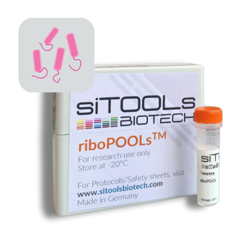 Stenotrophomonas sp. 12 rxn riboPOOL Probes