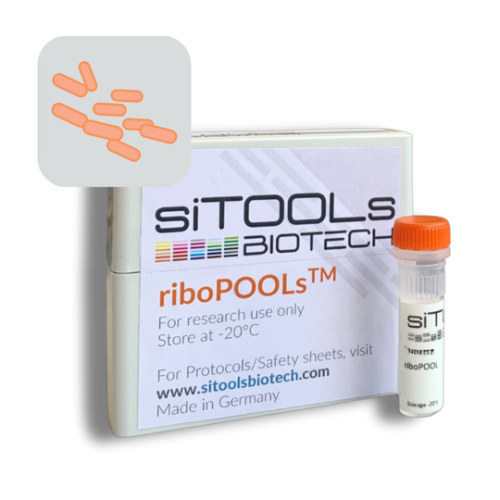 Schizosaccharomyces pombe 12 rxn riboPOOL Probes