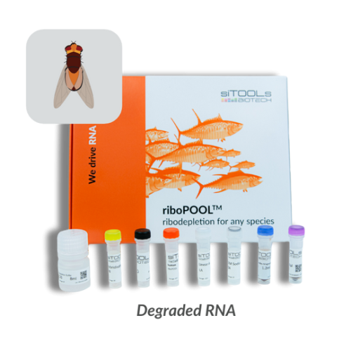 Drosophila melanogaster degraded RNA 12rxn riboPOOL kit