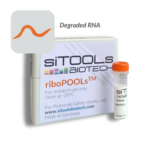 Caenorhabditis elegans degraded RNA 12 rxn riboPOOL Probes