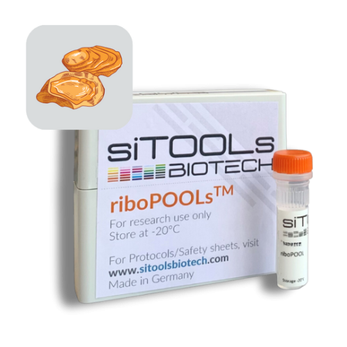 Crassostrea gigas 12 rxn riboPOOL Probes