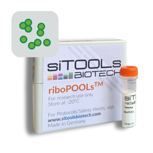 Cyanidioschyzon merolae 12 rxn riboPOOL Probes