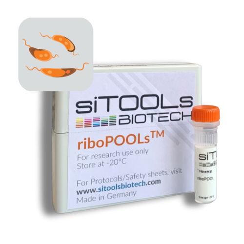 Toxoplasma gondii Ribo-Seq 12 rxn riboPOOL Probes