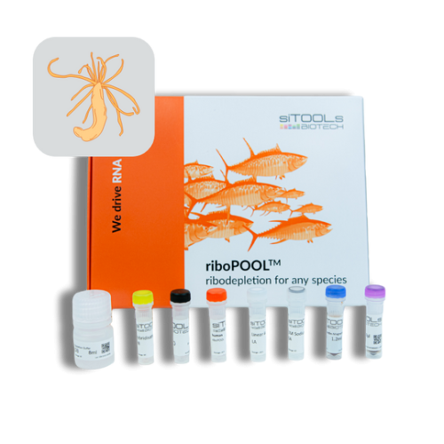 Nematostella vectensis 12rxn riboPOOL kit