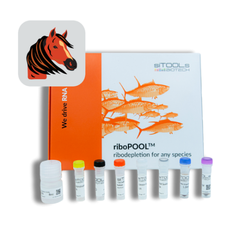 Equus caballus degraded RNA 12rxn riboPOOL kit