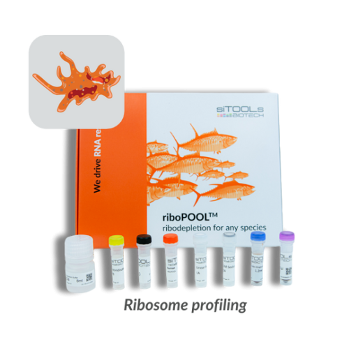 Acanthamoeba castellanii Ribo-Seq 24 rxn riboPOOL kit