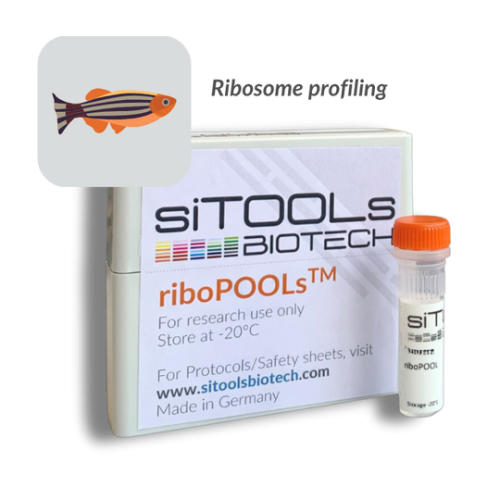 Danio rerio Ribo-Seq 12 rxn riboPOOL Probes