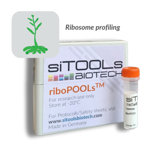 Arabidopsis thaliana Ribo-Seq 96 rxn riboPOOL Probes