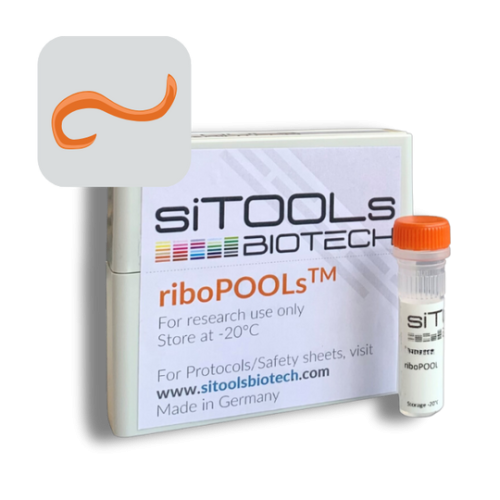 Strongyloides Ratti 12 rxn riboPOOL Probes