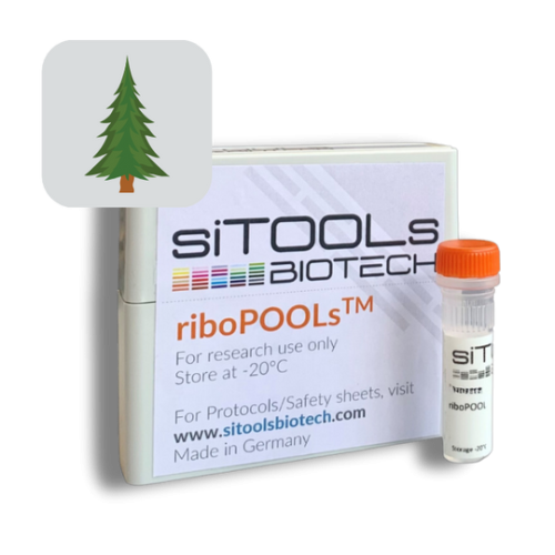 Pinus sylvestris 12 rxn riboPOOL Probes