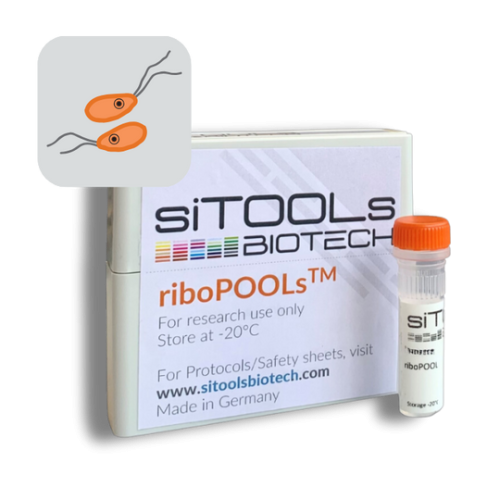 Willaertia-Naegleria 12 rxn riboPOOL Probes