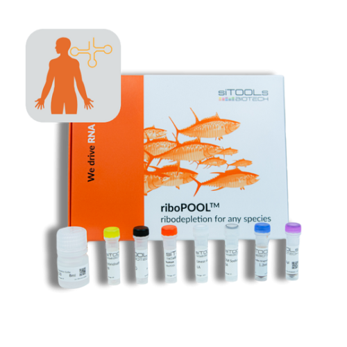 Human rRNA-tRNA Ribo-Seq 12 rxn riboPOOL kit