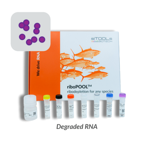 Staphylococcus aureus degraded RNA 24 rxn riboPOOL kit