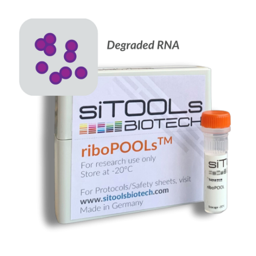 Staphylococcus aureus degraded RNA 24 rxn riboPOOL probes