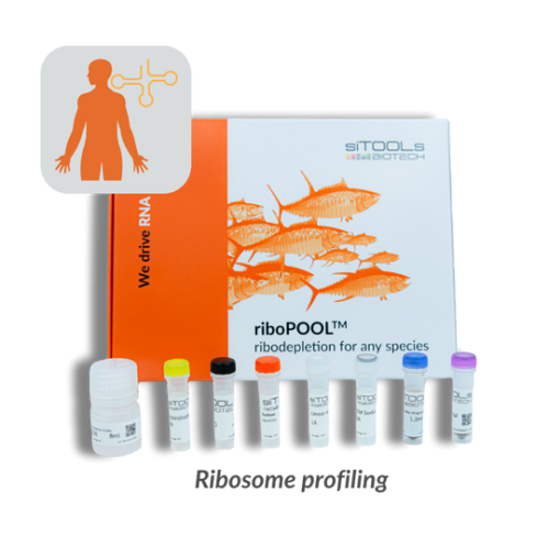 Mouse tRNAs 12 rxn riboPOOL kit