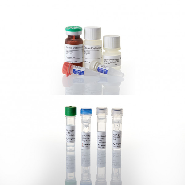 ADP-Glo™ Kinase Assay + c-KIT Kinase Enz