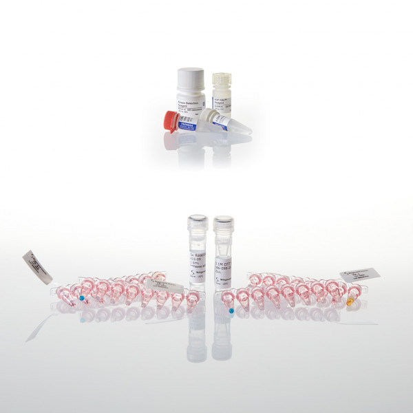 Kinase Selectivity Profiling System: Other-2