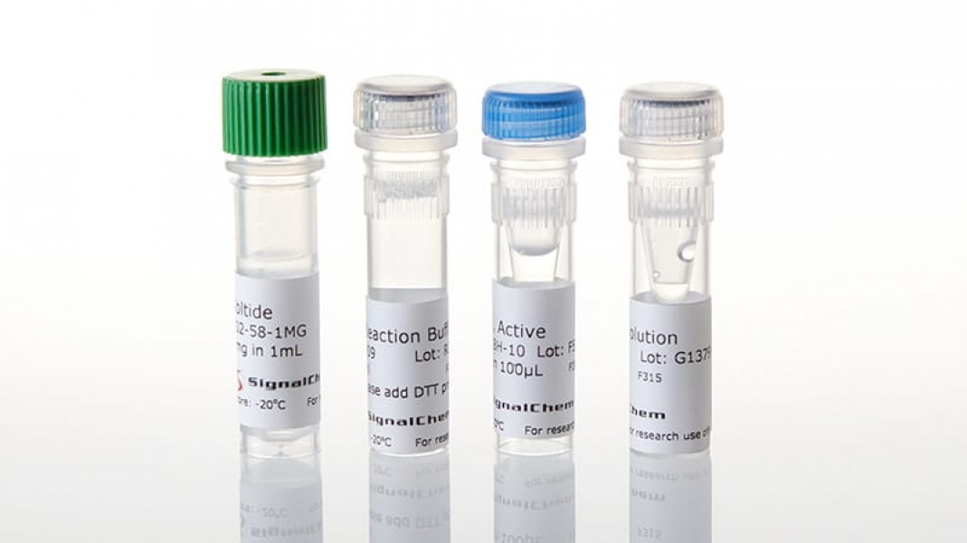 PTC3 (NCOA4-RET) Kinase Enzyme System