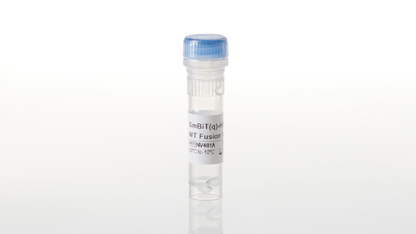 SmBiT(q)-HRAS WT Fusion Vector